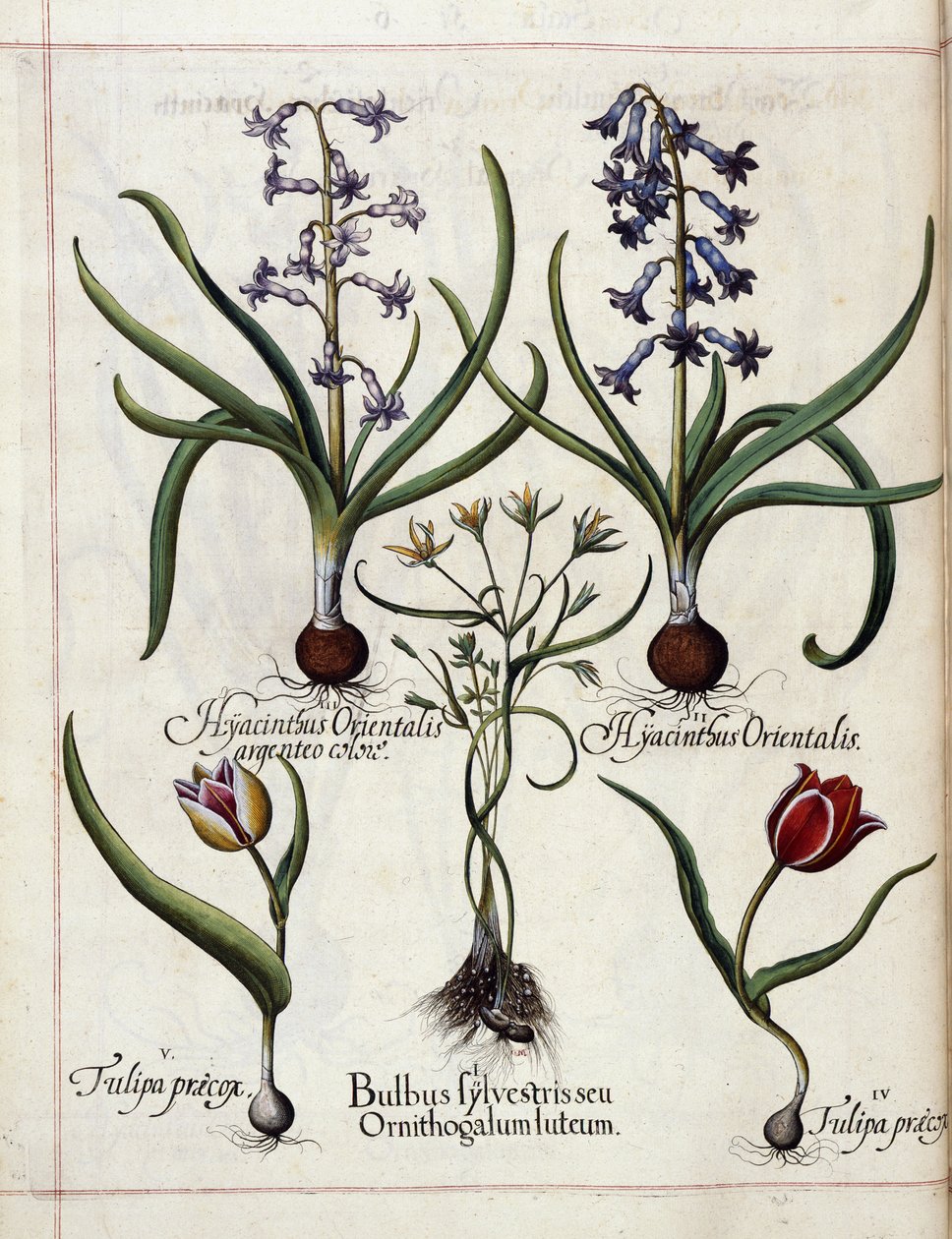Hiacynt i tulipan z 