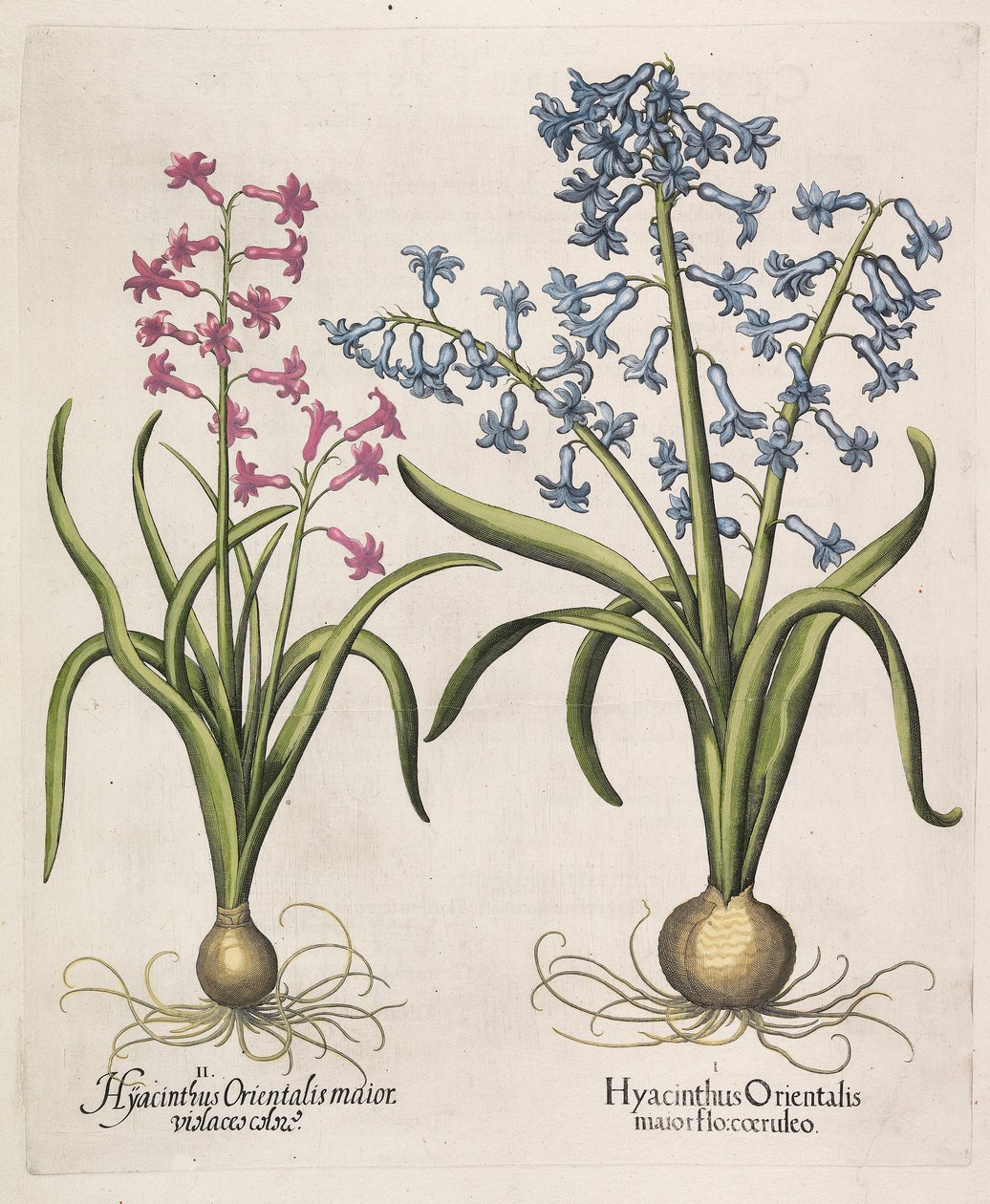 Hyacinthus orientalis, 1613. autorstwa Basilius Besler