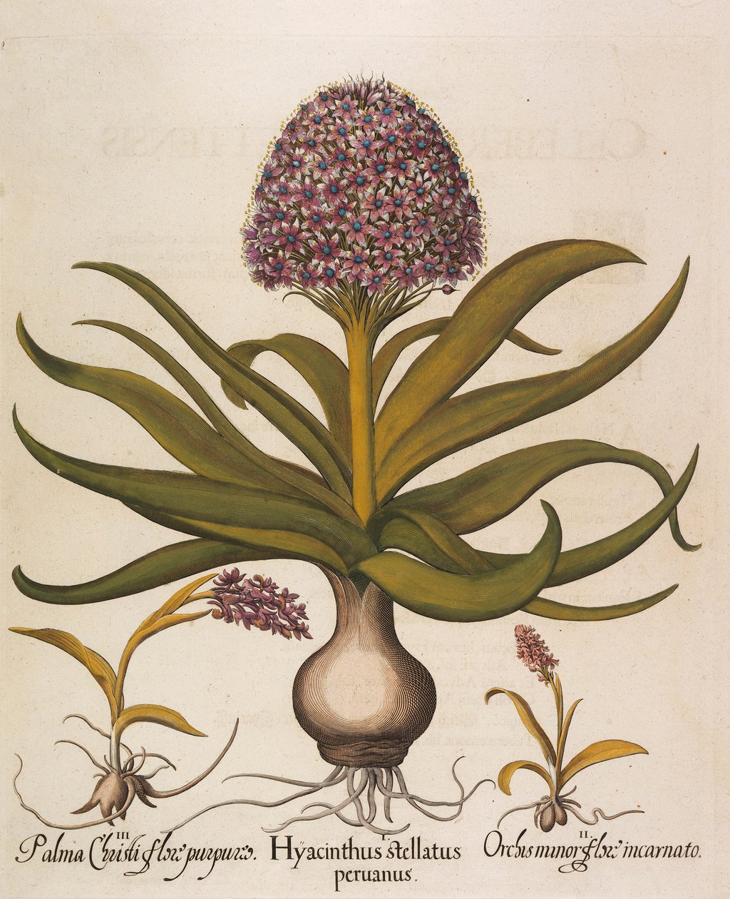 Hyacinthus stellatus, 1613. autorstwa Basilius Besler