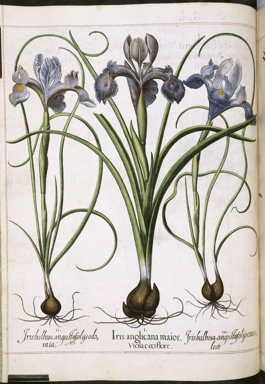 Iris, z 