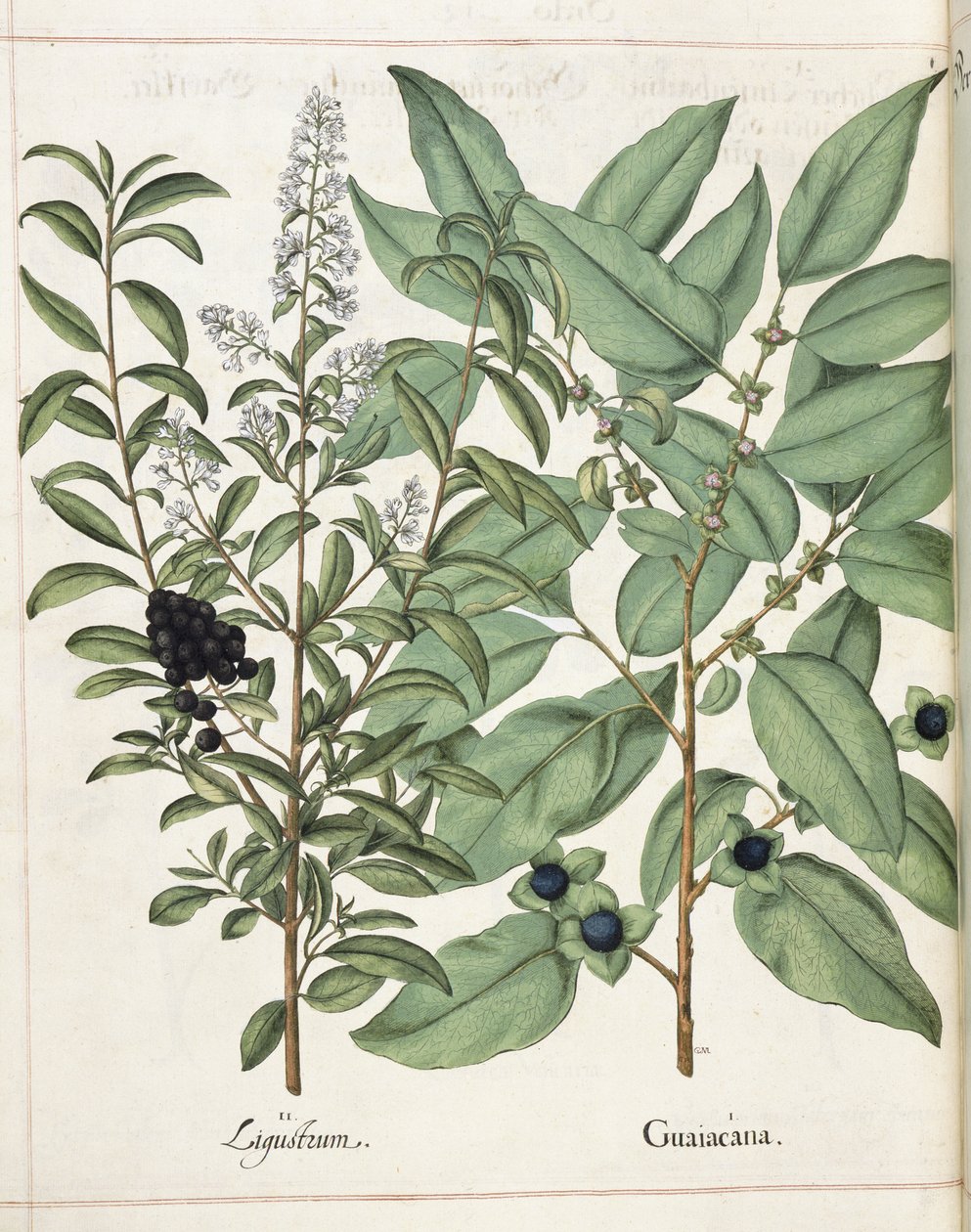 Ligustrum i Guiacana z „Hortus Eystettensis” autorstwa Basilius Besler