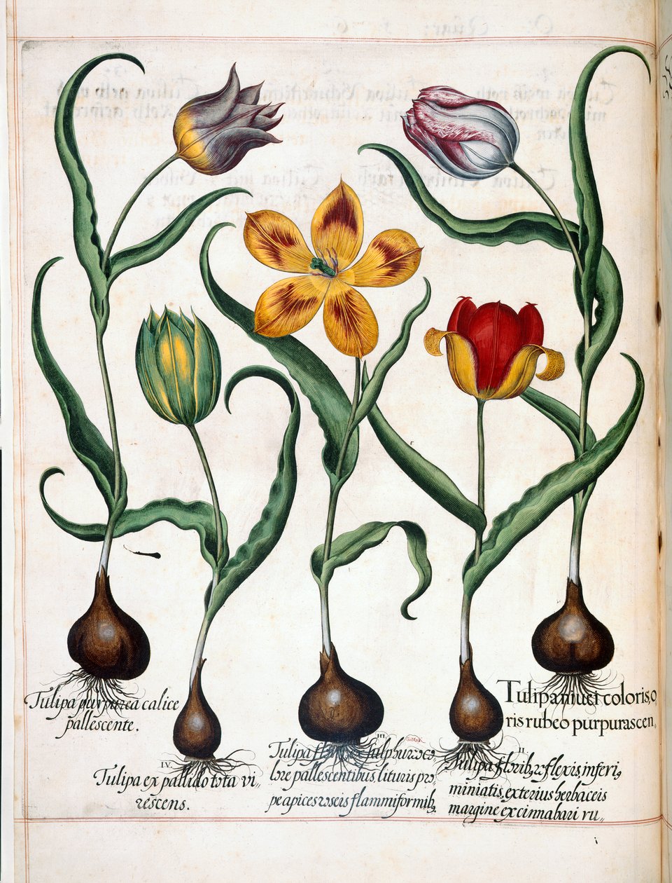 Tulipan z 