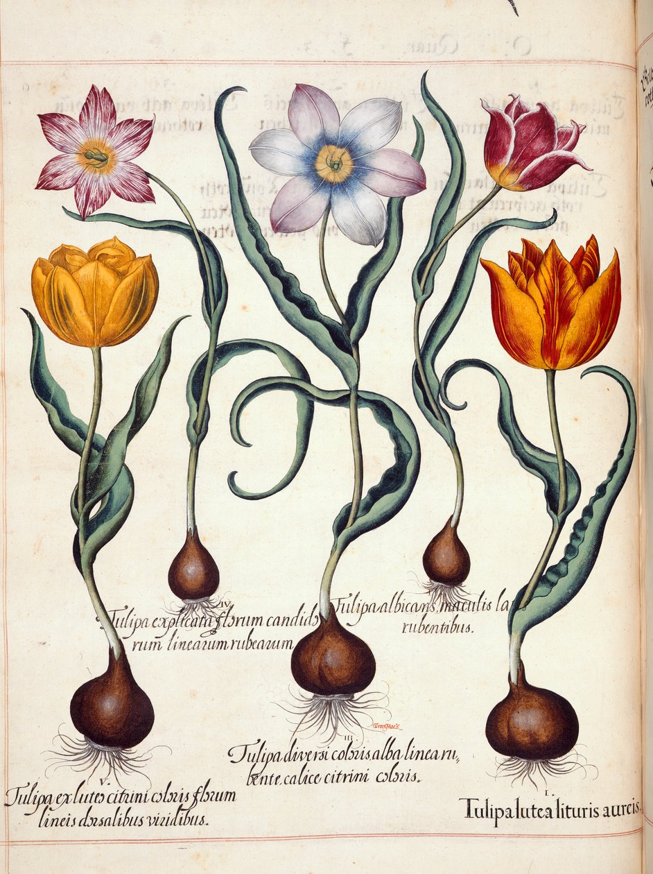 Tulipany z 