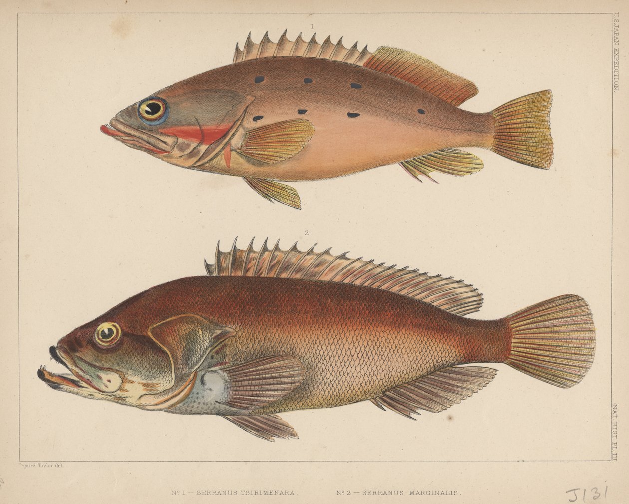 1. Serranus Tsirimenara, 2. Serranus Marginalis, 1855 autorstwa Bayard Taylor