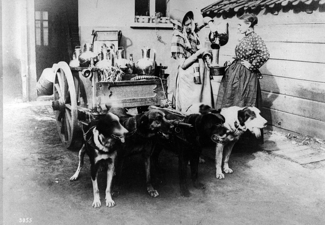 Wózek sprzedający mleko w Brukseli, ok. 1890 r. autorstwa Belgian Photographer