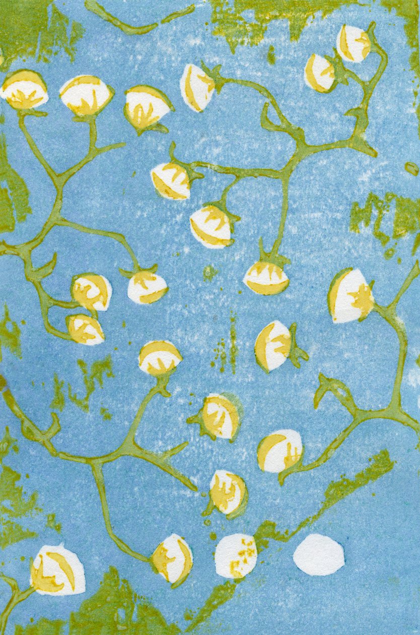 Fluffy Seedheads, 2012 (woodblock na washi) autorstwa Bella Larsson