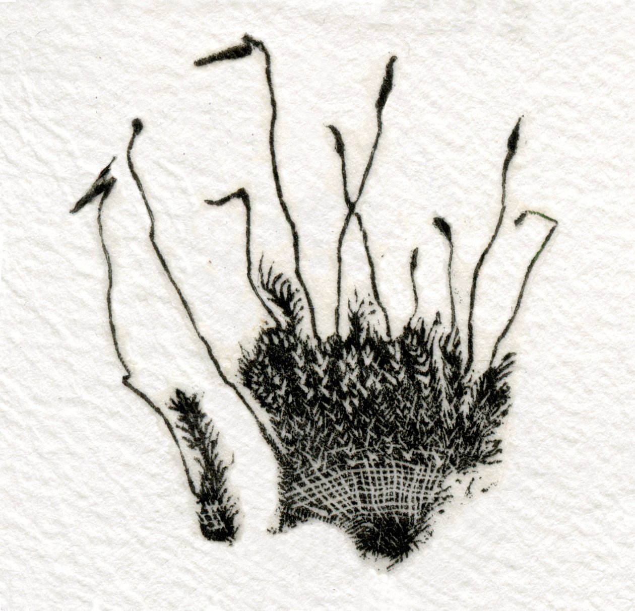 Budding Moss, 2014, (drewnoryt na gampi) autorstwa Bella Larsson