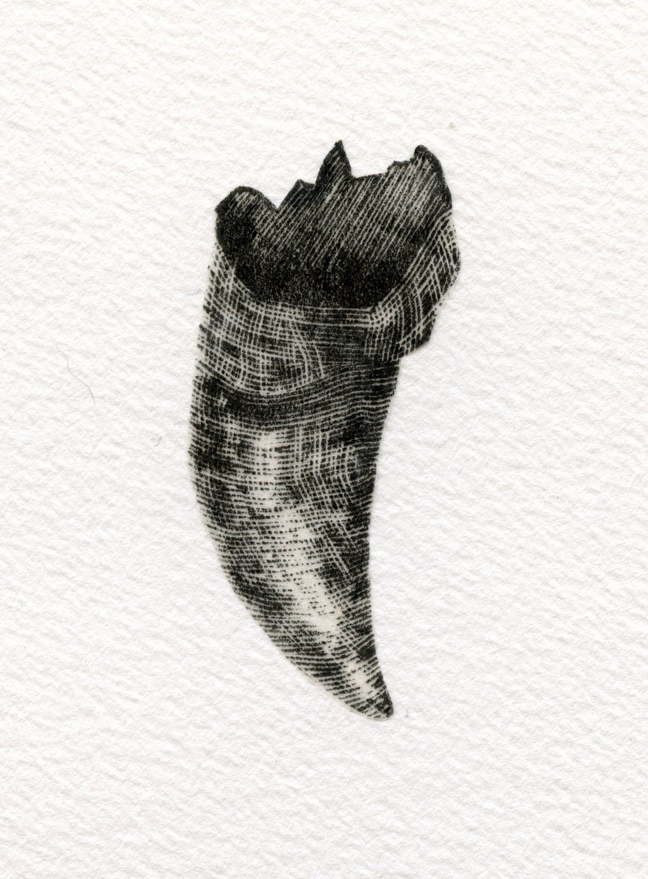 Feline Tooth, 2014, (drewno na papierze) autorstwa Bella Larsson