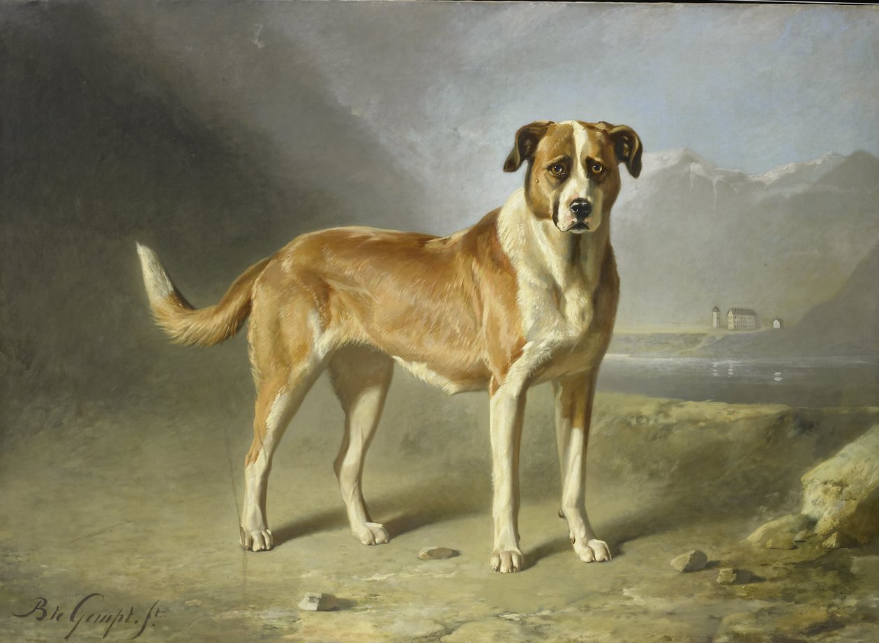 Pies św. Bernarda autorstwa Bernard te Gempt