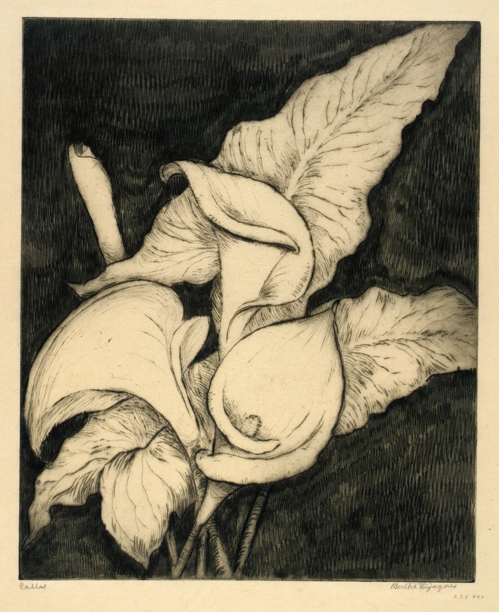Callas autorstwa Bertha E. Jaques