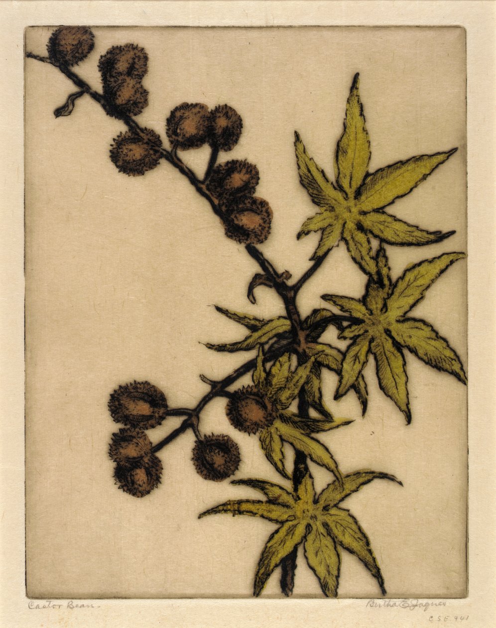Castor Bean autorstwa Bertha E. Jaques