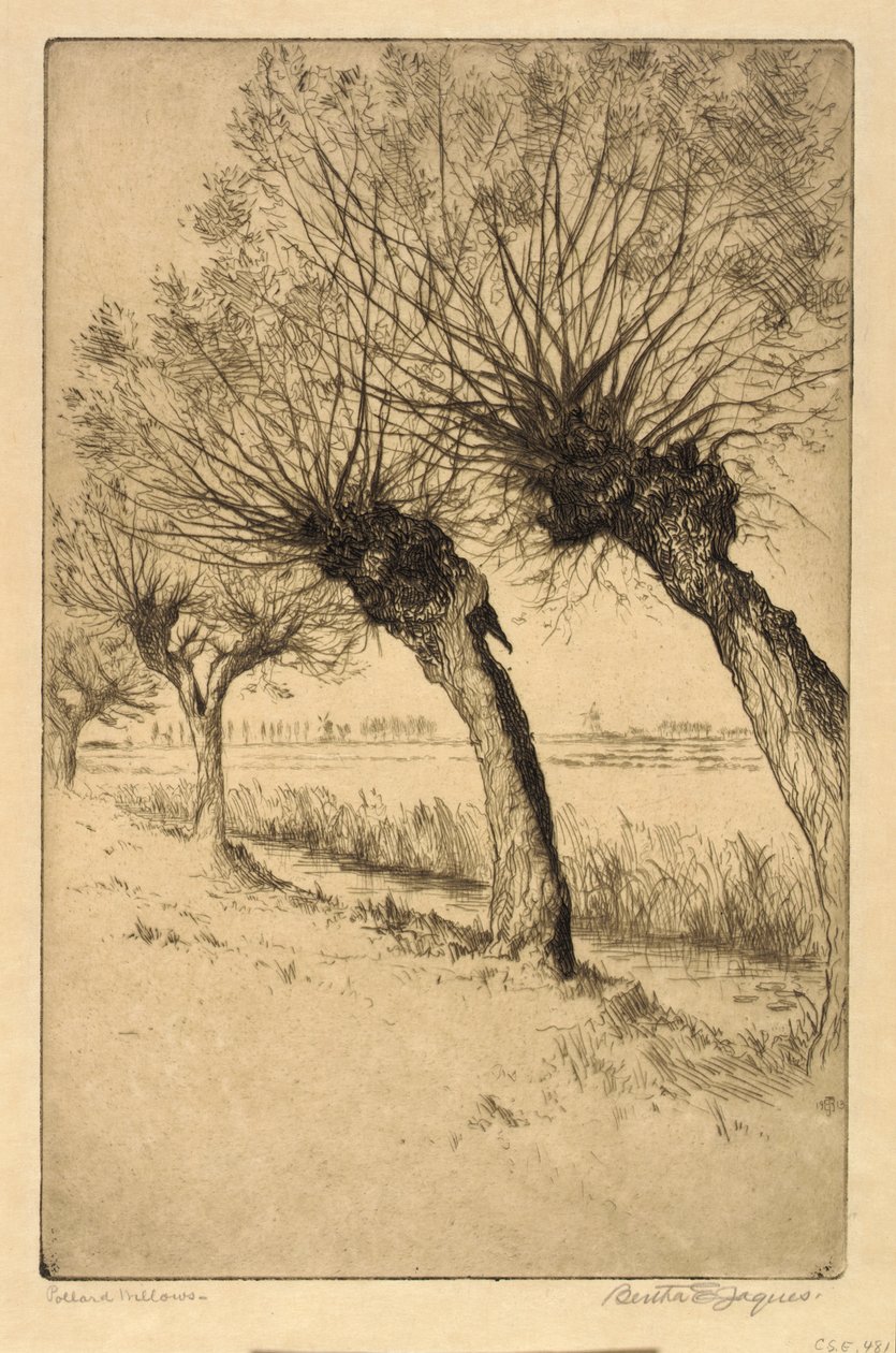 Pollard Willows, Rijsord, Holandia autorstwa Bertha E. Jaques