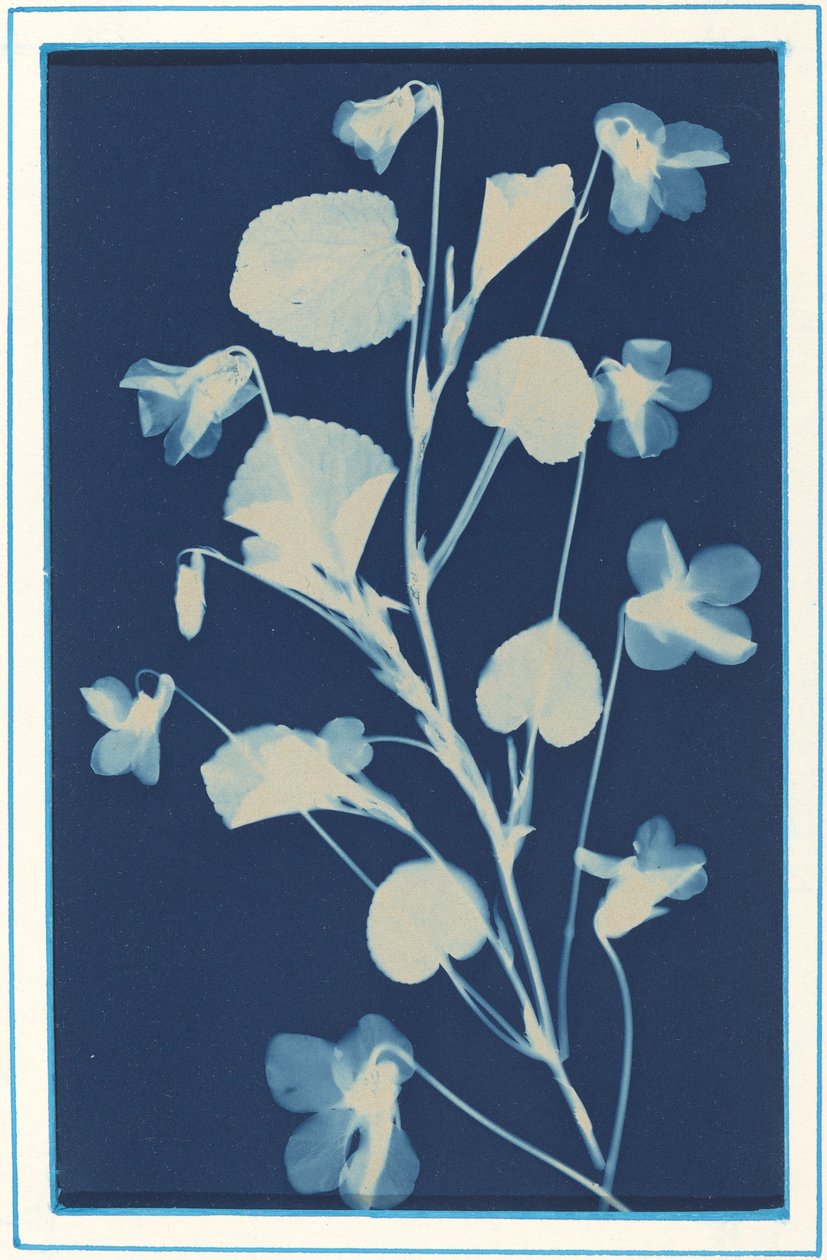 Bez tytułu, ok. 1900. autorstwa Bertha Evelyn Jacques