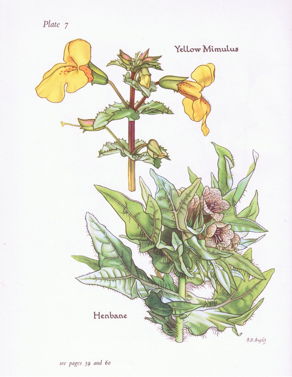 Żółty Mimulus, Henbane, 1951 autorstwa Bessie D. Inglis