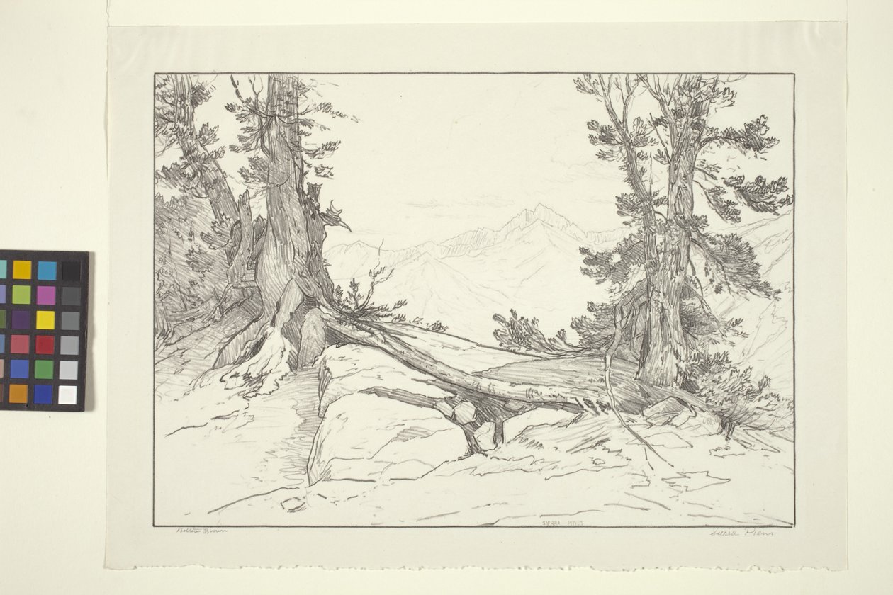 Sierra Pines (тушь на бумаге)лак autorstwa Bolton Coit Brown