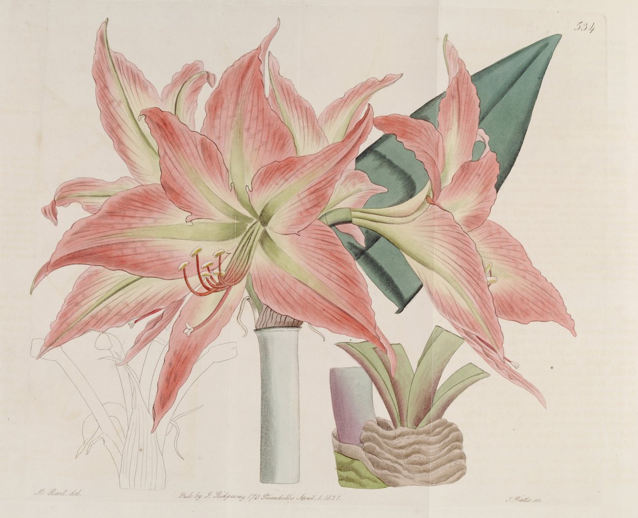Prążkowie Hippeastrum autorstwa Botanical Register
