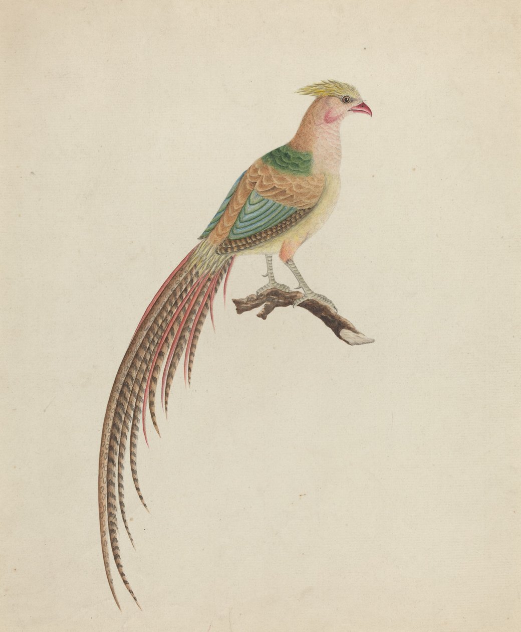 Bażant złocisty (Chrysolophus pictus) autorstwa British 18th Century