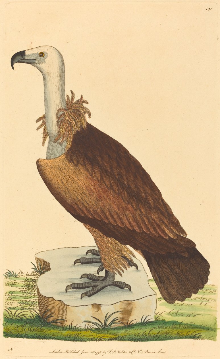 Sęp alpejski autorstwa British 18th Century