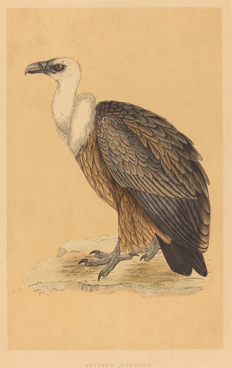 Sęp płowy autorstwa British 19th Century