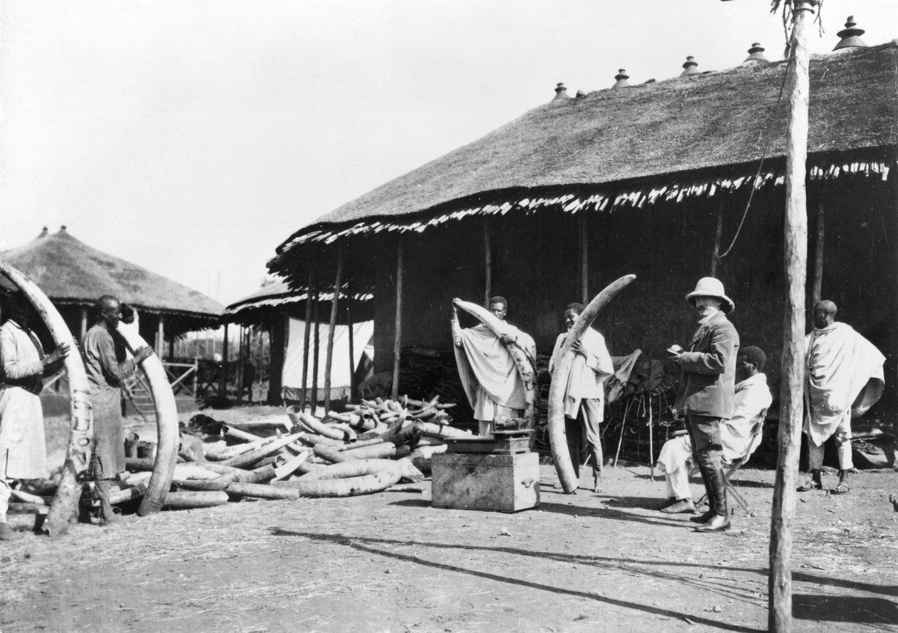 Magazyny kości słoniowej w Addis Abebie, Etiopia, ok. 1900 (bw zdjęcie) autorstwa C. Chusseau Flaviens