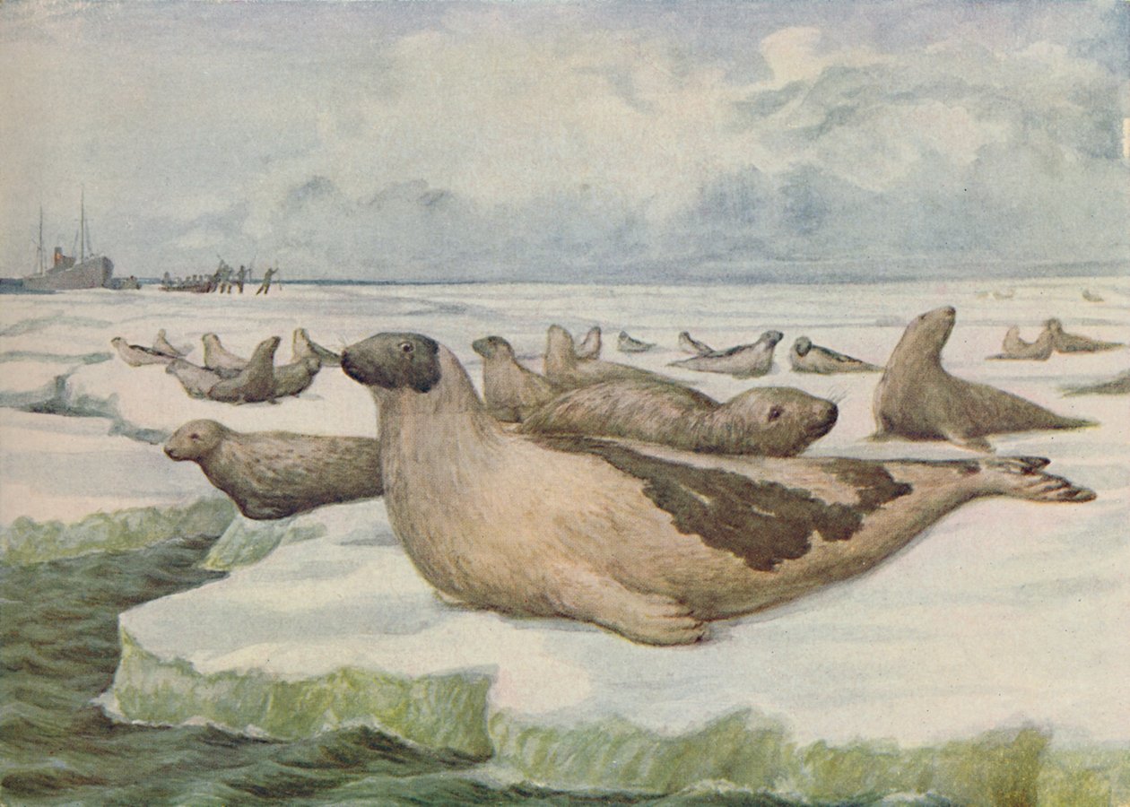 „Polowanie na foki, Nowa Fundlandia”, 1916 autorstwa C.G Lowther