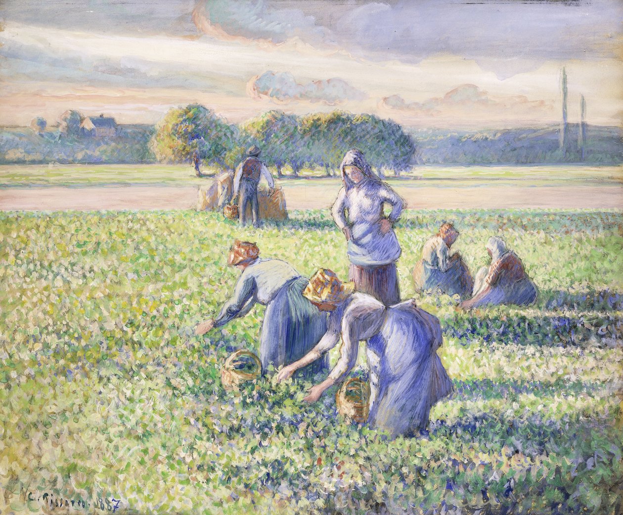 Żniwa grochu, 1887 autorstwa Camille Jacob Pissarro