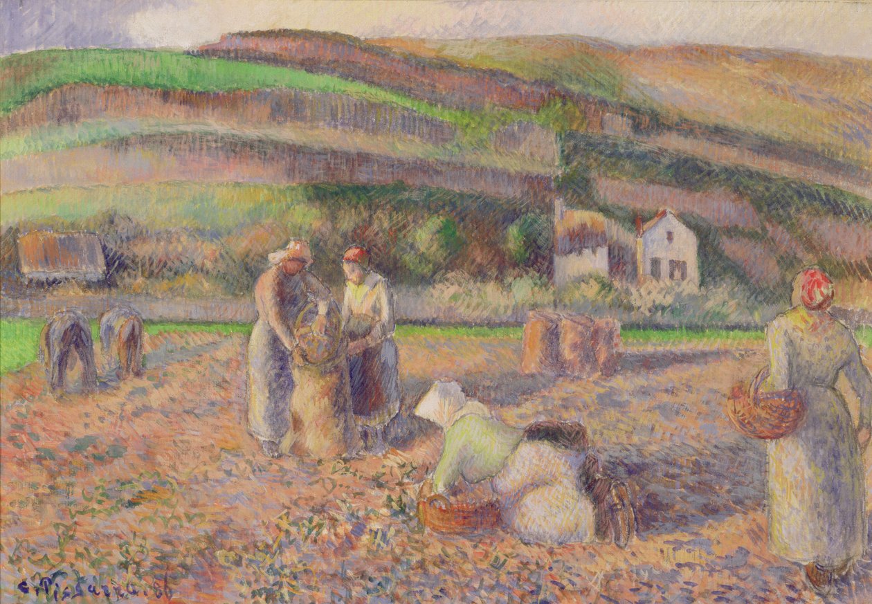 Zbiór ziemniaków, 1886 r. autorstwa Camille Jacob Pissarro