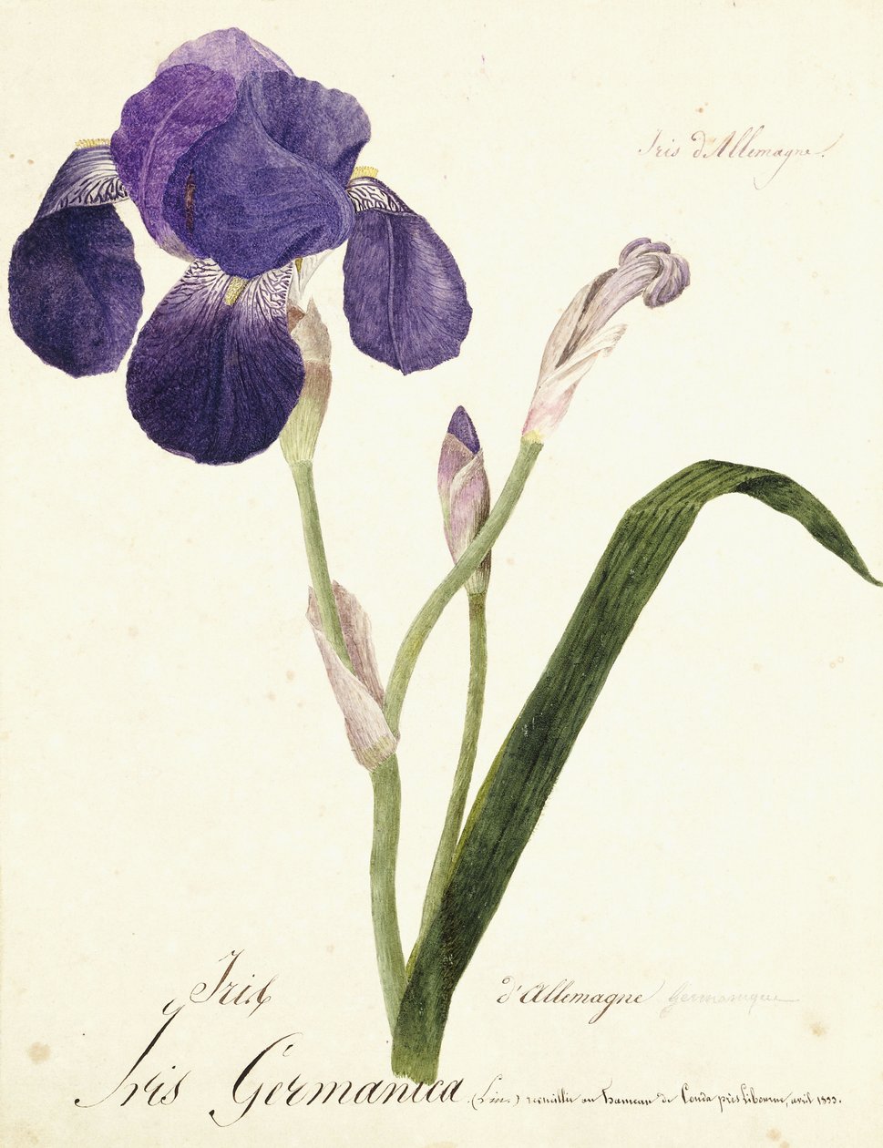 tęczówka niemiecka; Irys Germanica, ok. 1815-1851 autorstwa Capitaine Pelletier