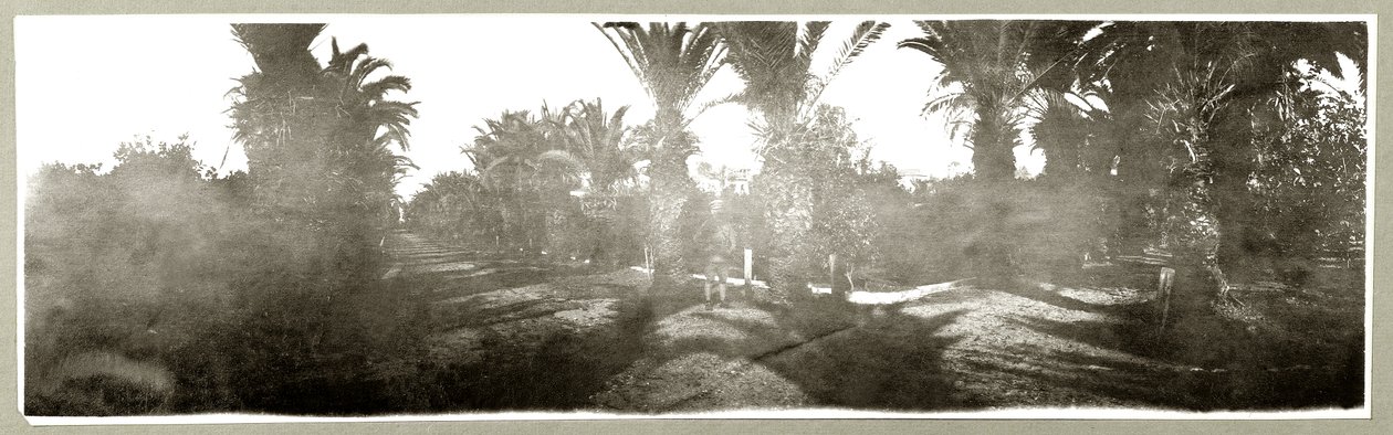 Gaj palmowy, ok. 1917-18 autorstwa Capt. Arthur Rhodes