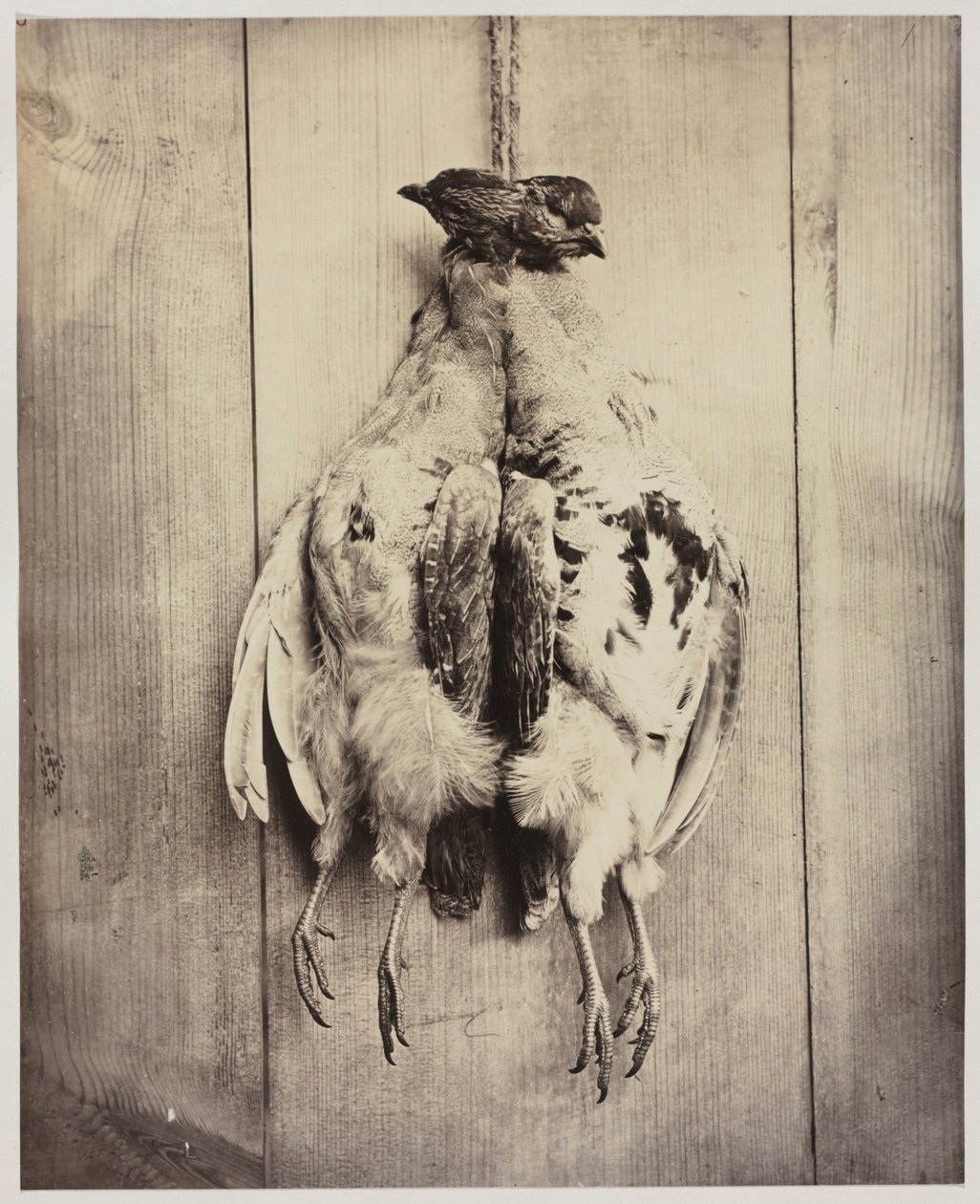 Kuropatwy odbytnicze, ok. 1861. autorstwa Captain N. Baily