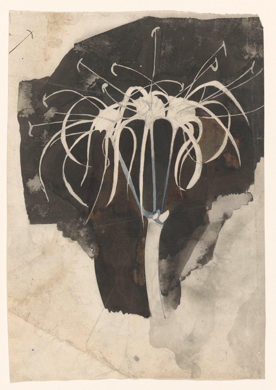Badanie wiciokrzewu autorstwa Carel Adolph Lion Cachet