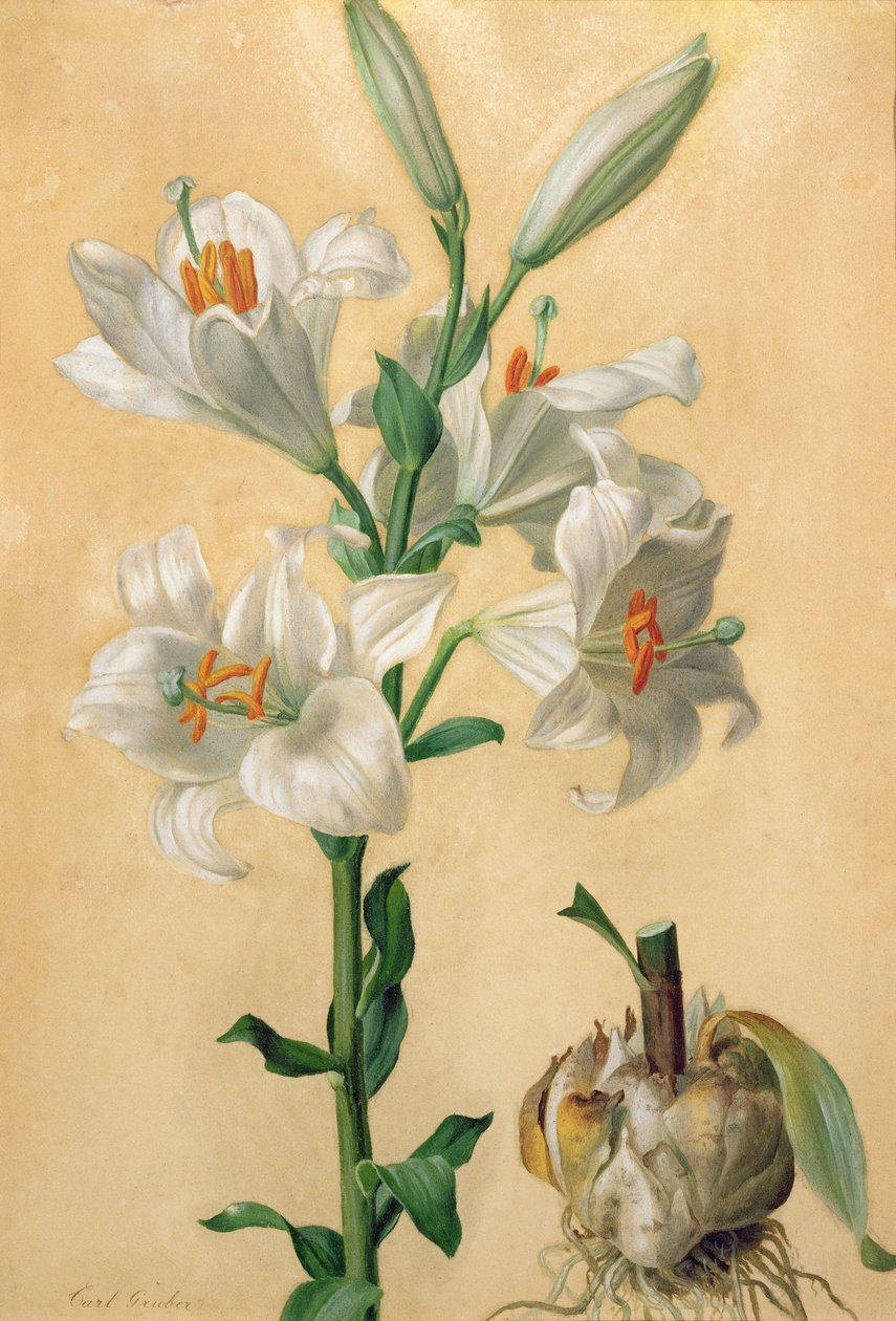 Biała Lilia (Amaryllis Candidum) (gwasz) autorstwa Carl Franz Gruber