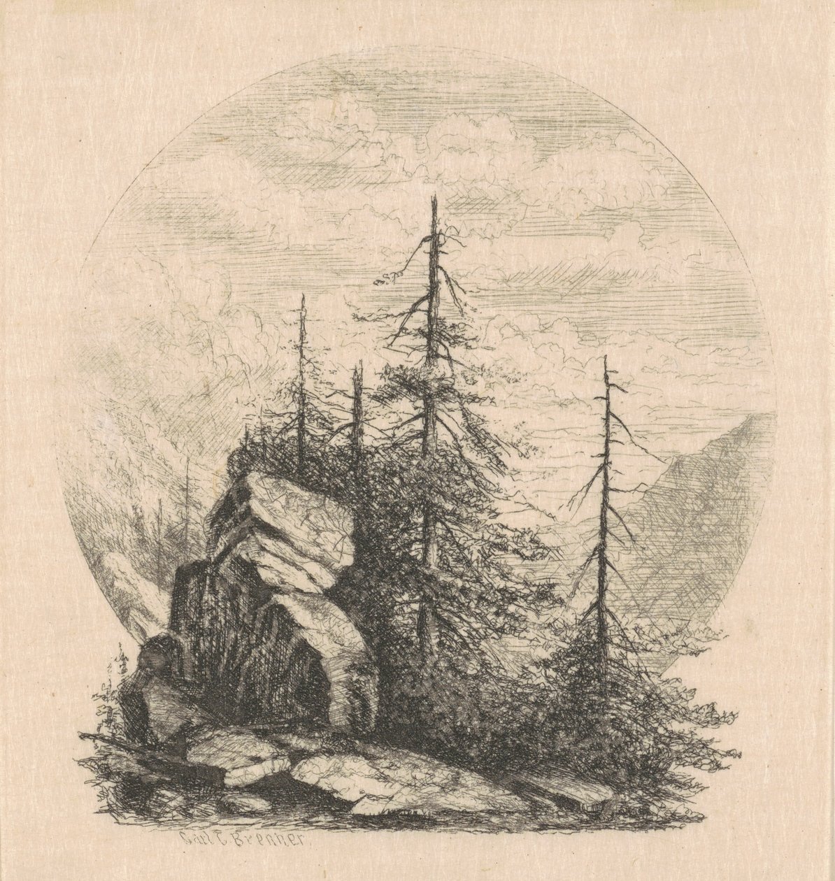 Sosny autorstwa Carl C. Brenner