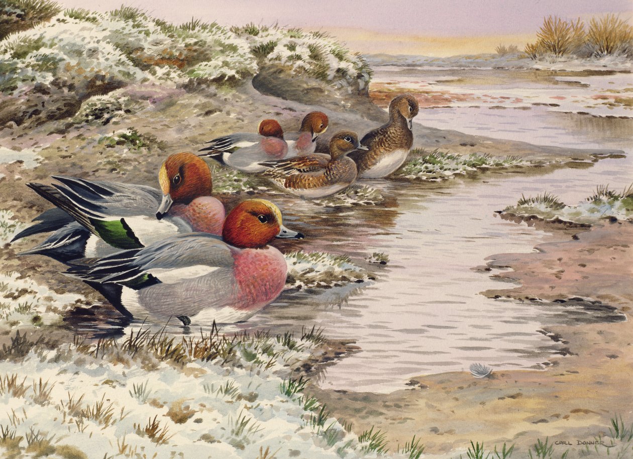 Świt na Washs - Wigeon autorstwa Carl Donner