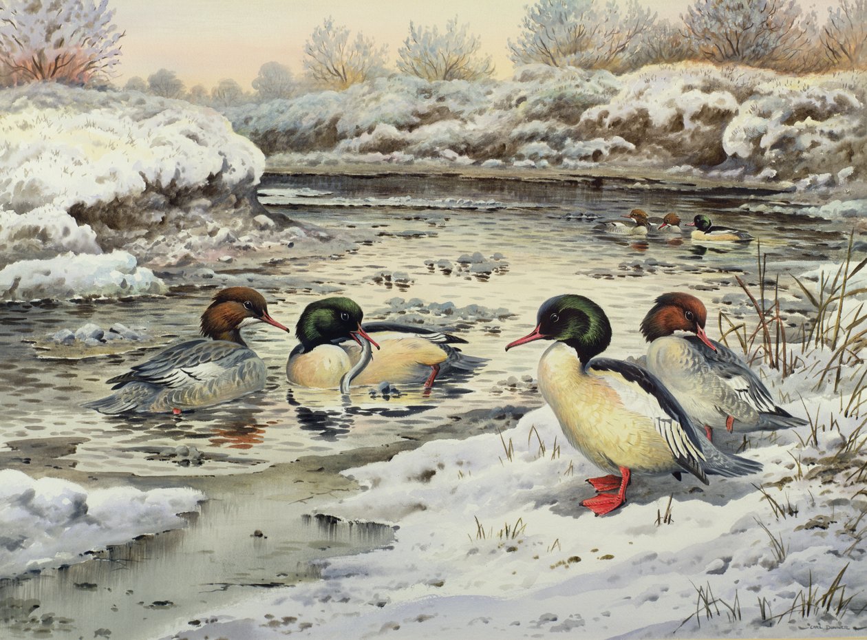 Goosandery autorstwa Carl Donner