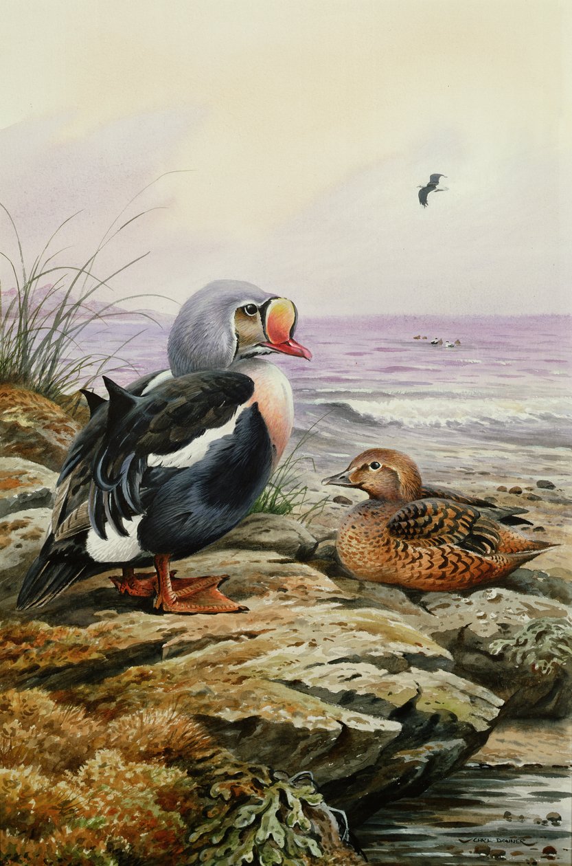 Eider król (toaleta) autorstwa Carl Donner