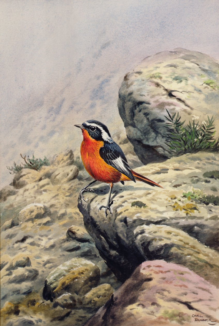 Moussiers Redstart autorstwa Carl Donner