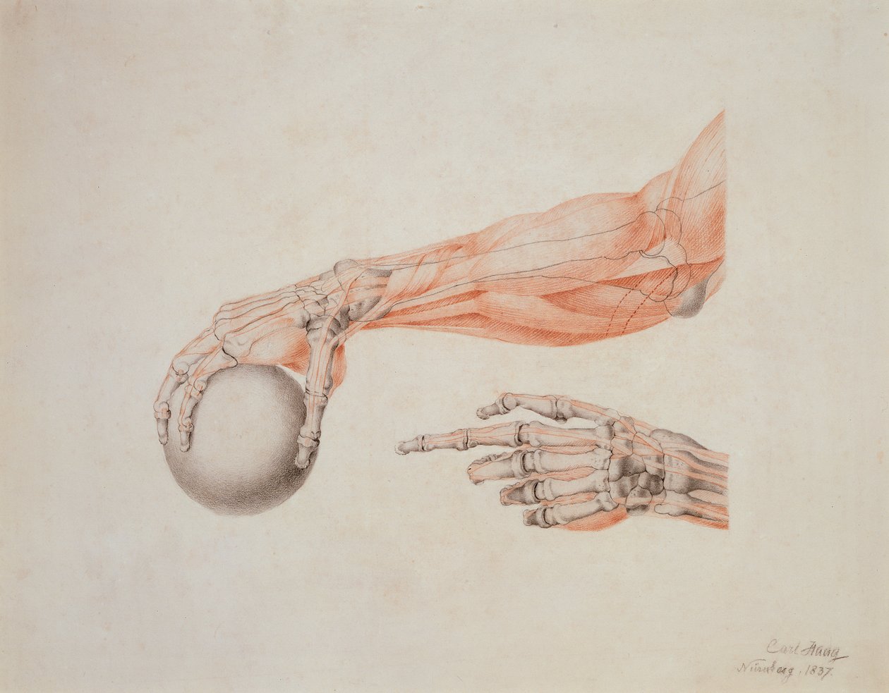 Anatomiczne ręce, 1837 (kolorowe kredy na papierze) autorstwa Carl Haag