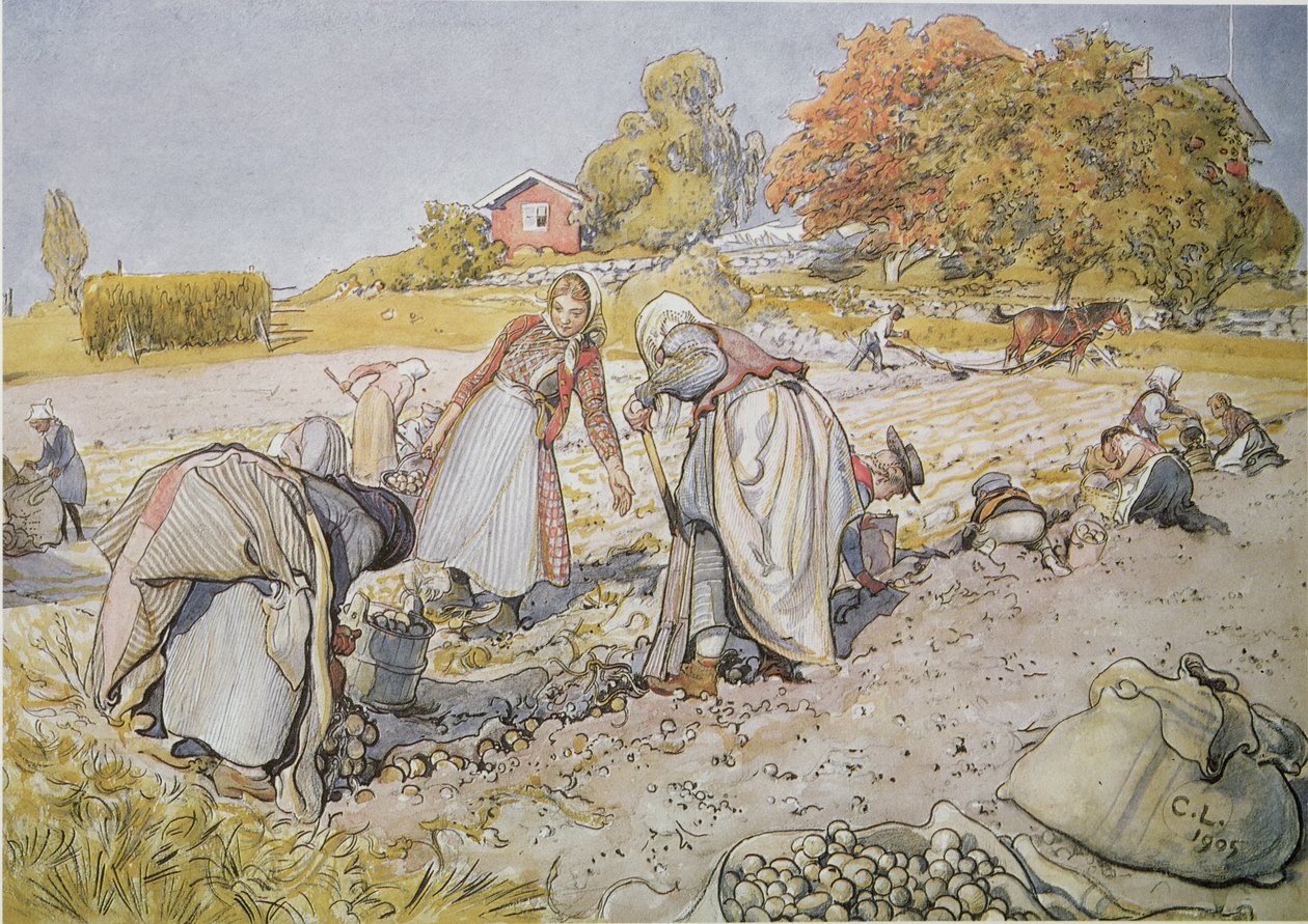 Kopanie ziemniaków autorstwa Carl Larsson