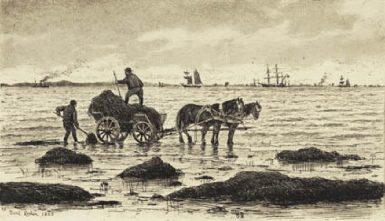 Rolnicy jeżdżą wodorostami autorstwa Carl Locher