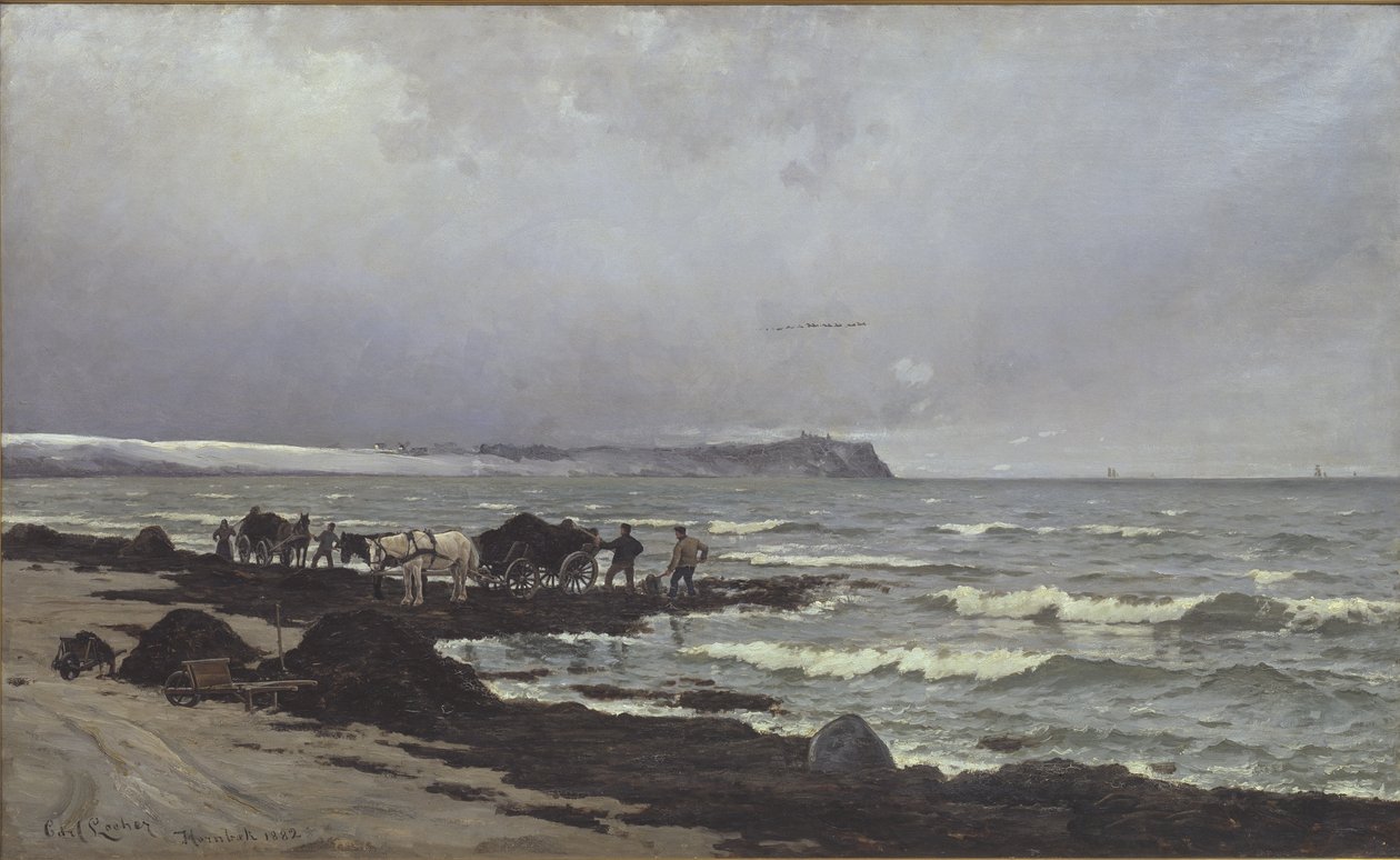 Wodorosty są ładowane na Hornbæk Strand autorstwa Carl Locher