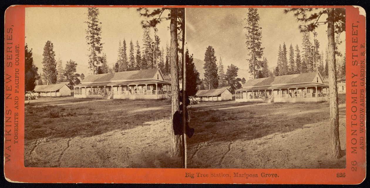 Stacja Big Tree, Mariposa Grove. autorstwa Carleton E. Watkins