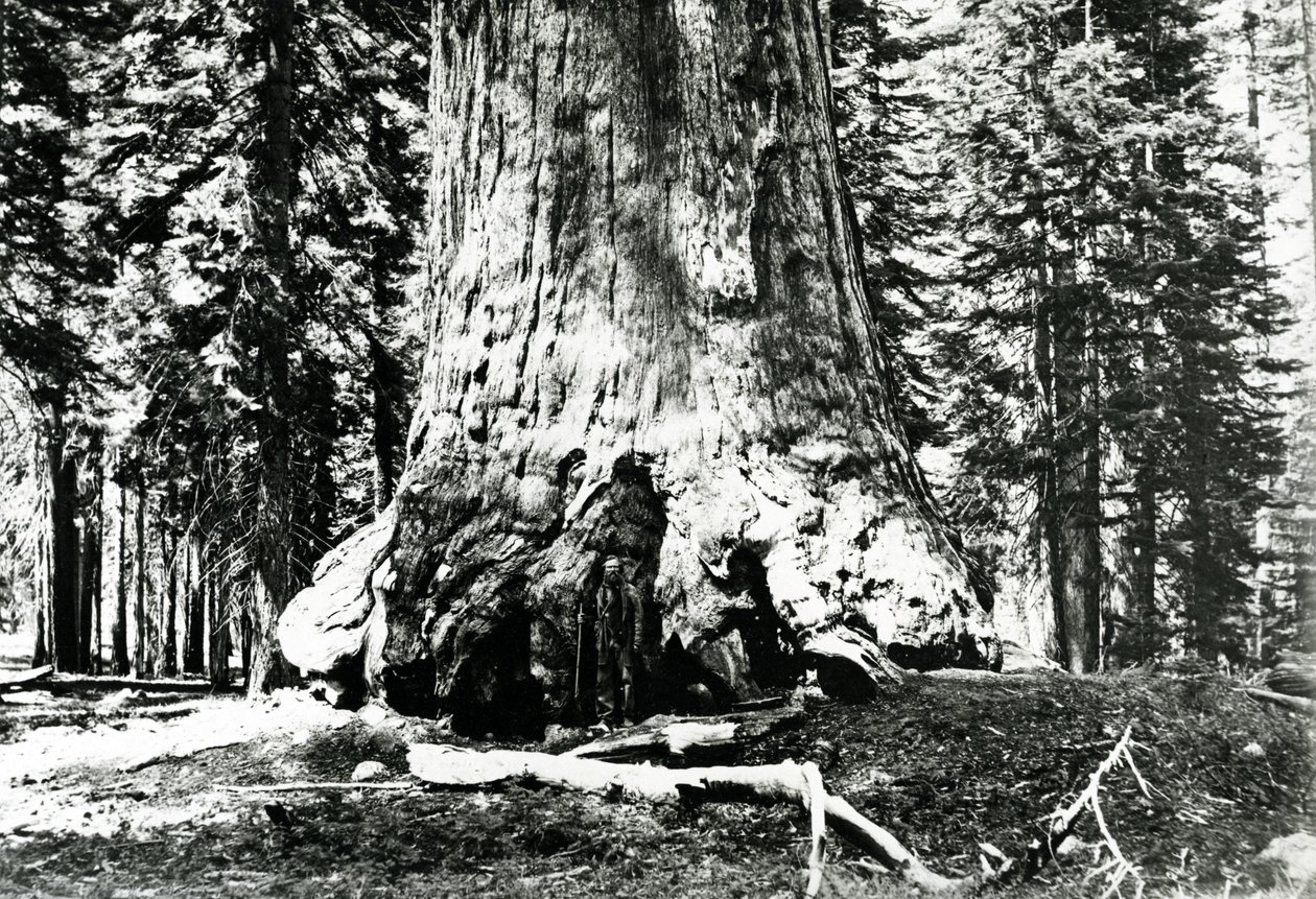 Baza Grizzly Giant, c.1860s autorstwa Carleton E. Watkins