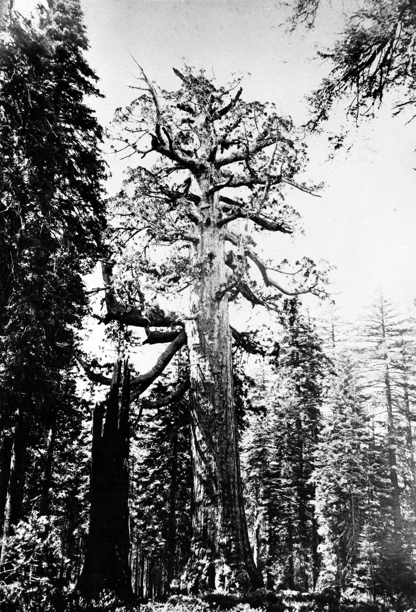 Grizzly Giant, ok. 1860 r. autorstwa Carleton E. Watkins