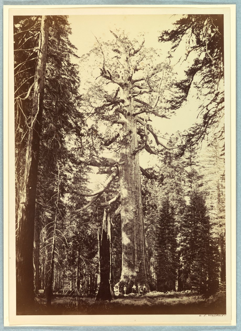 Grizzly Giant, Mariposa Grove, Yosemite autorstwa Carleton E. Watkins