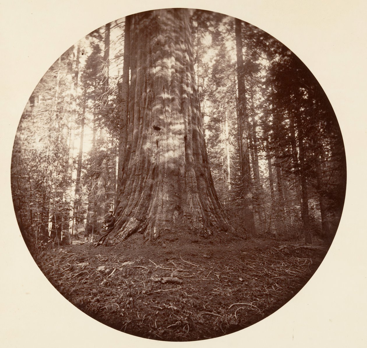 Empire State. C. Gaj, ca. 1878. autorstwa Carleton Emmons Watkins