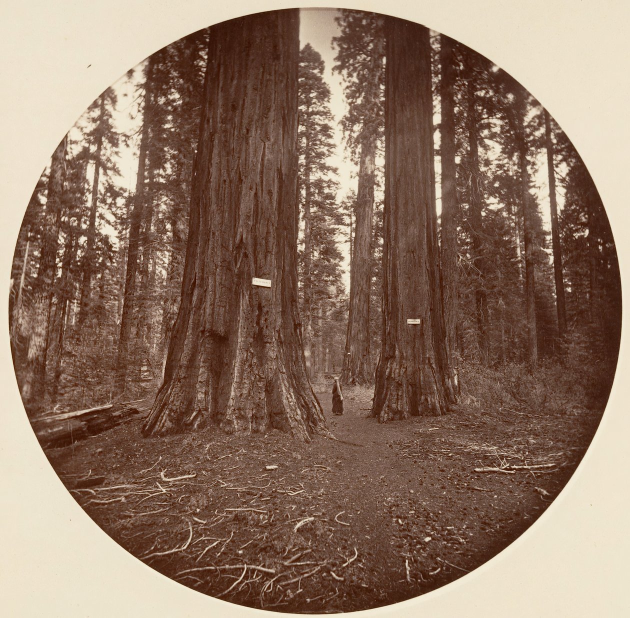 Brak, ok. 1878. autorstwa Carleton Emmons Watkins