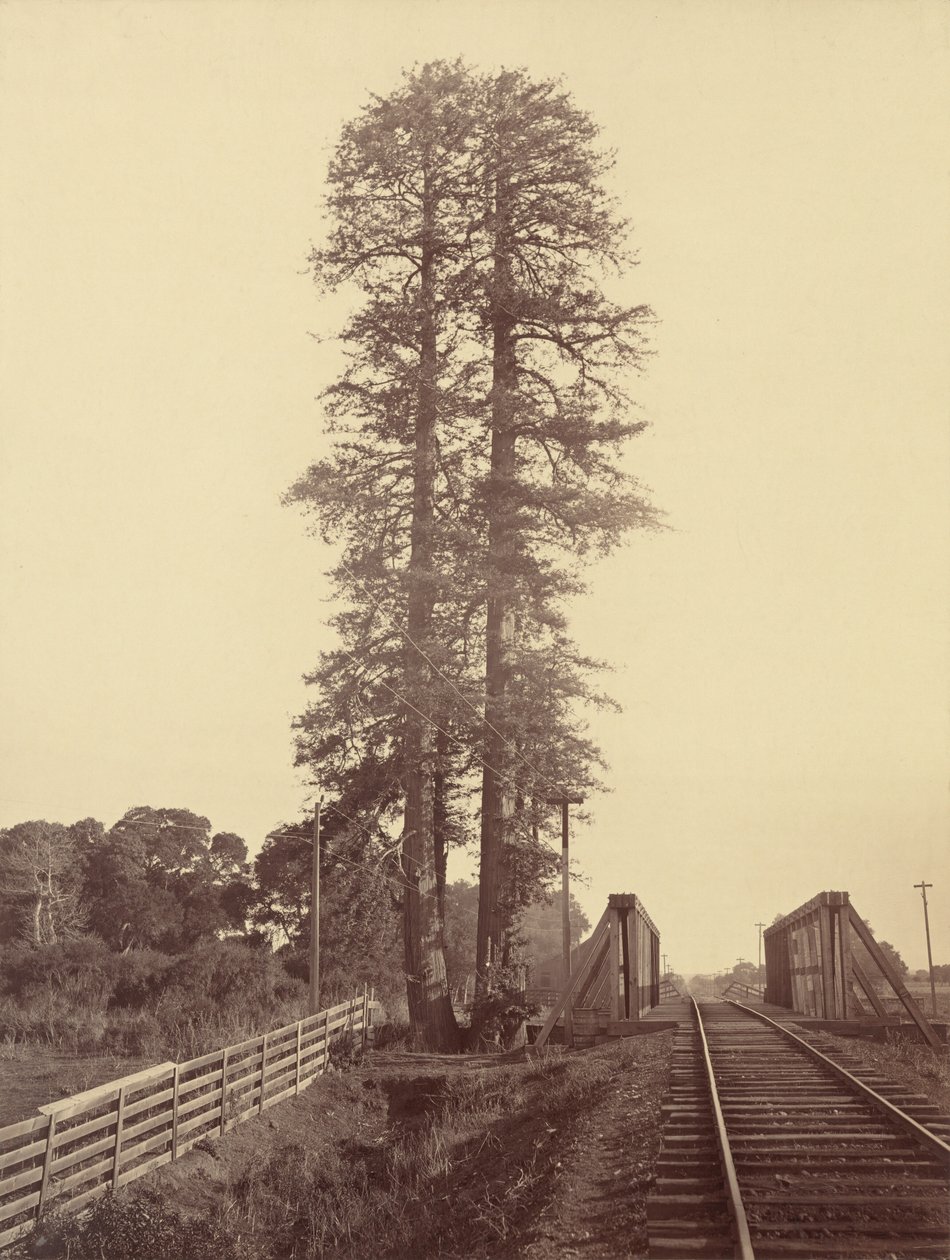 Twin Redwoods, Palo Alto, ok. 1877 (zdjęcie) autorstwa Carleton Emmons Watkins