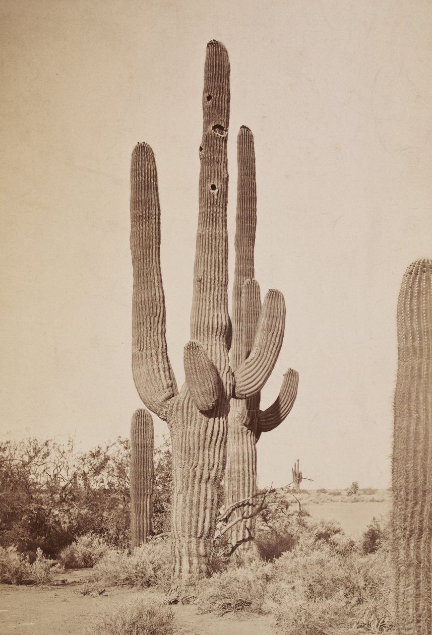 [Kaktus] autorstwa Carleton Watkins