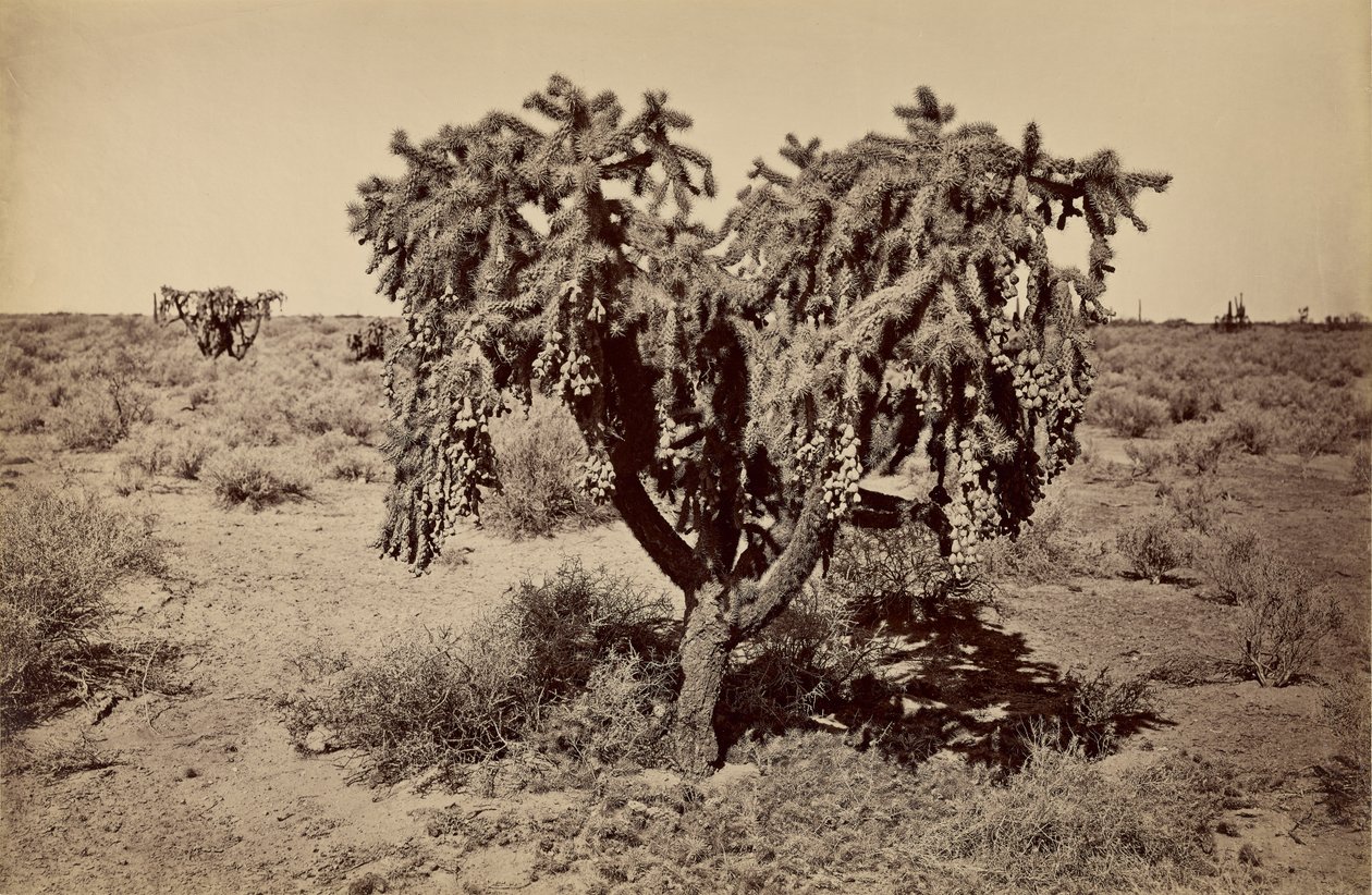 [Kaktus, pustynia Arizona] autorstwa Carleton Watkins
